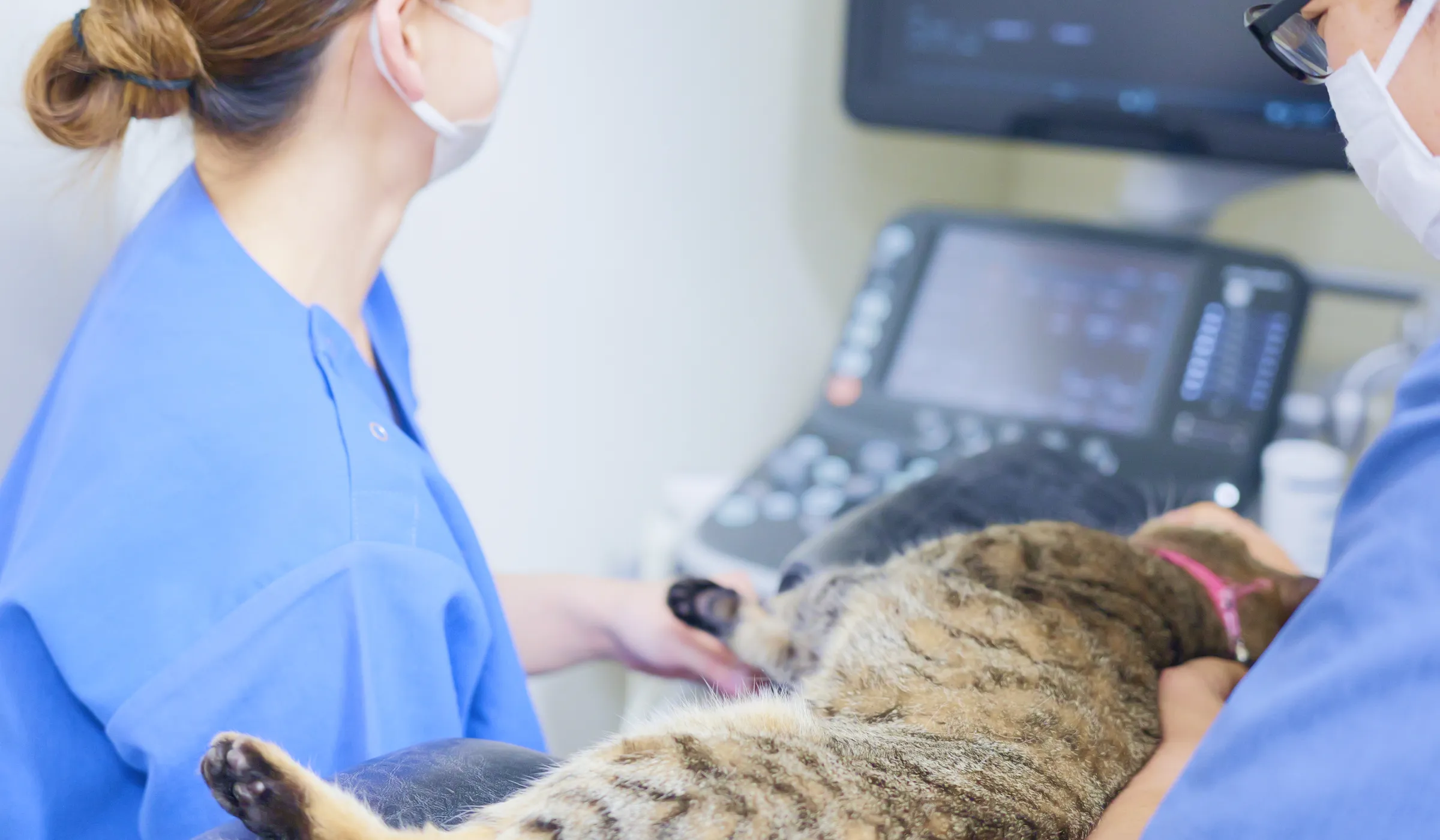アギー動物病院