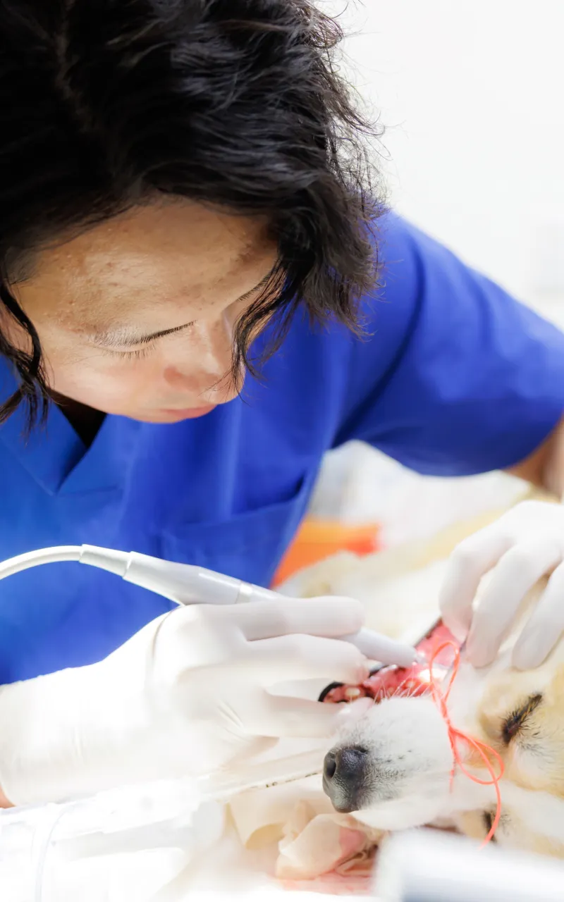 アギー動物病院