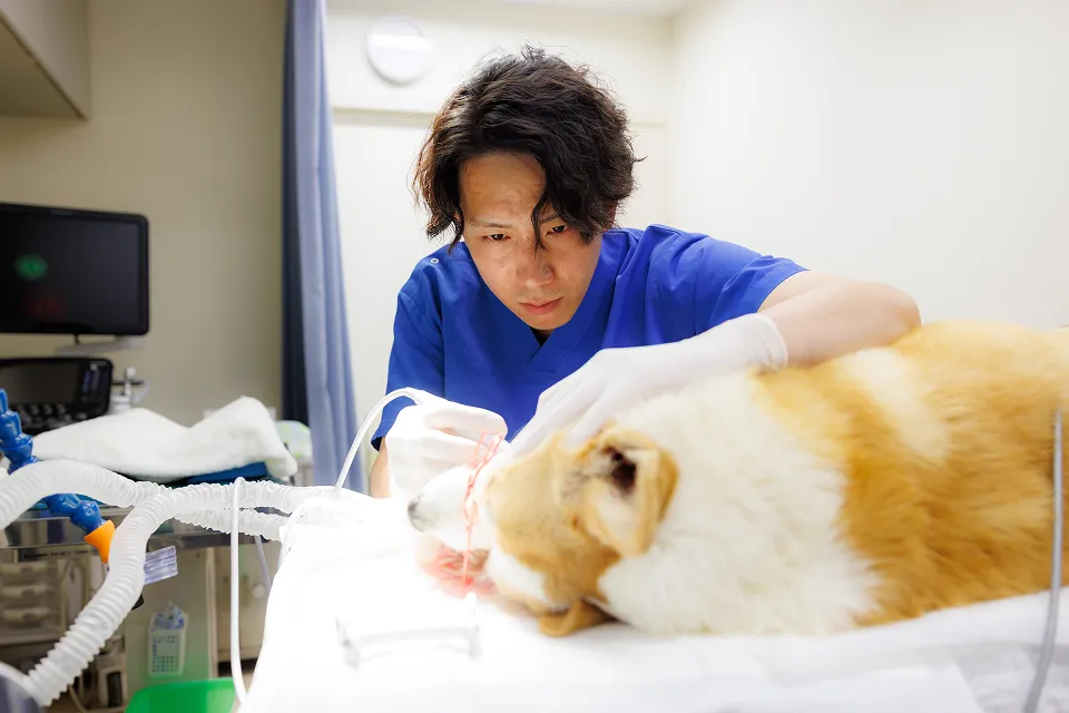 アギー動物病院